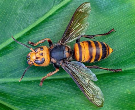 Hornet .